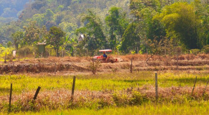 Mechanised Rice Farming in Bario